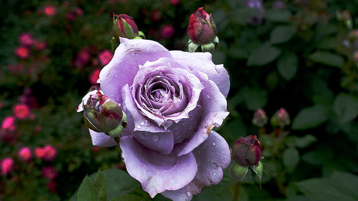 rosa, blu, chiudere, giardino di Rose, Blossom, Bloom