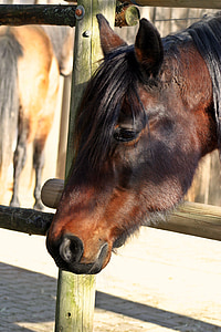 arklys, arklio galva, rudos spalvos, berberų, smalsu, naminių gyvūnėlių, Equus