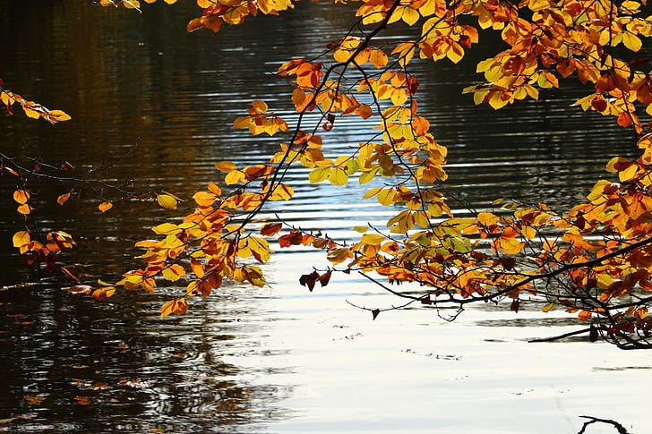 Есен, Есенни листи, вода, езерото, златна есен, Есенно злато, Отразявайки