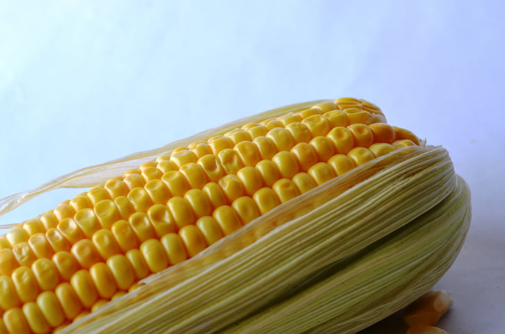 kukurūzų, kukurūzų, daržovės, grūdų, organinių, derliaus, mityba