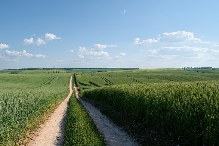 поле, път, пшеница, Селско стопанство, начина, по който, природата, пейзаж