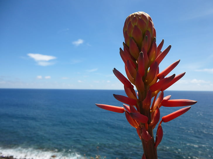 tree aloe, flower, blossom, bloom, red, view, close