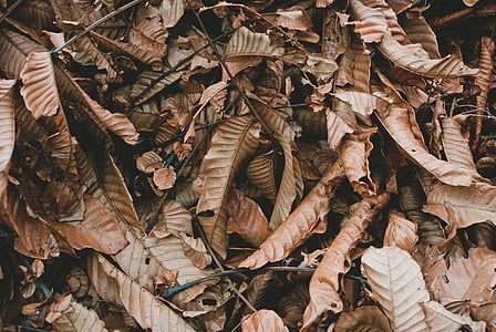feuilles, brun, au sol, nature, l’automne, automne, à l’extérieur