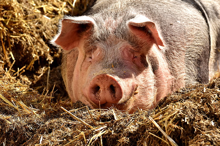 porc, estirat, sol, animals de granja, acollidor, relaxat, bona aiderbichl