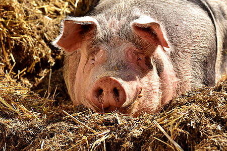 pig, lying, sun, farm animal, cozy, relaxed, good aiderbichl