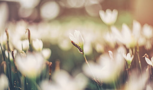 caterpillar, flowers, white flowers, nature, bokeh, blur, growth
