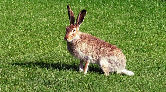 rabbit, hare, bunny, animal, mammal, brown, cute