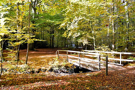 Les, listy, podzim, Most, mech, podzimní les, prostředí