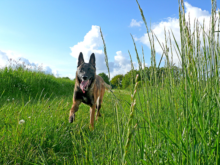 chien, Malinois, chien de berger belge, rapide, courir, nature, course de chien