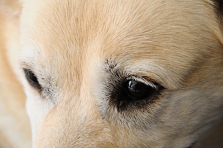 šuo, Labradoras, akių, Canidae, gyvūnų