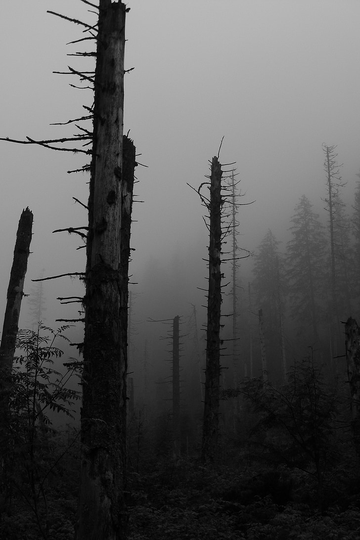 forest, dark, the fog, tatry, a gray day
