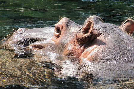 Hipopotam, Hipopotam, portret, wody, duże, dzikich zwierząt, Natura