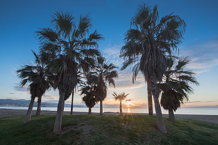 dawn, beach, palms, malaga, sky, sun, nature