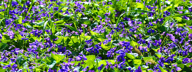 printemps, violet, nature, fleurs violettes