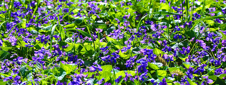 primavara, violet, natura, flori mov