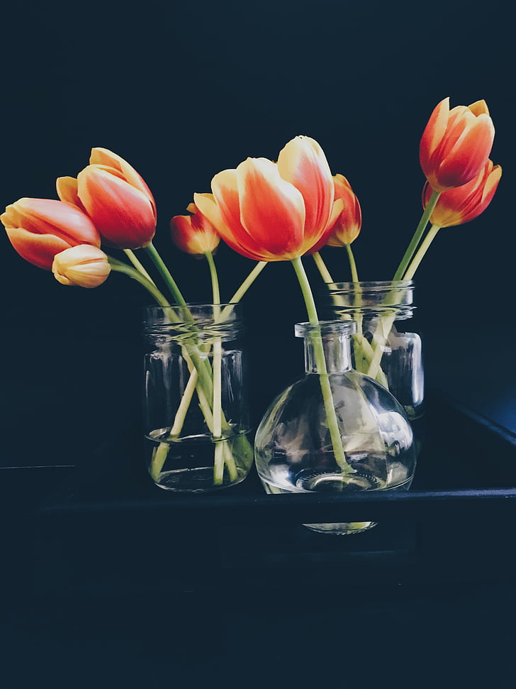 orange, rød, Tulipaner, blomst, Ryd, glas, vaser
