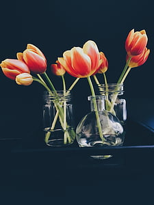 orange, red, tulips, flower, clear, glass, vases