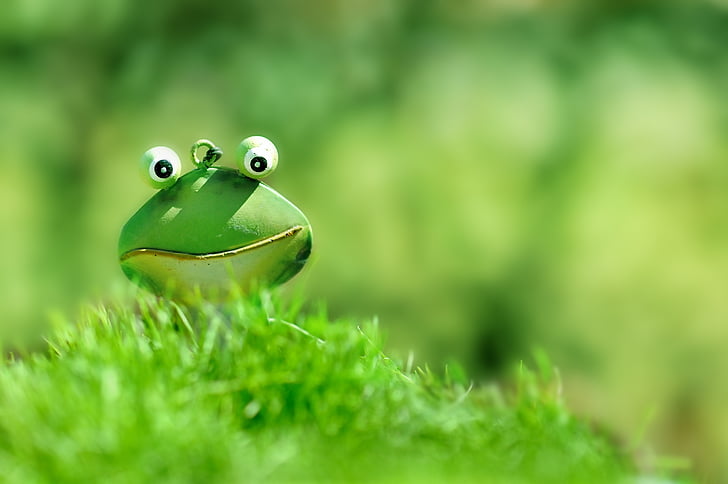 kikker, groen, groene kikker, gras, sluiten, Toad, helder