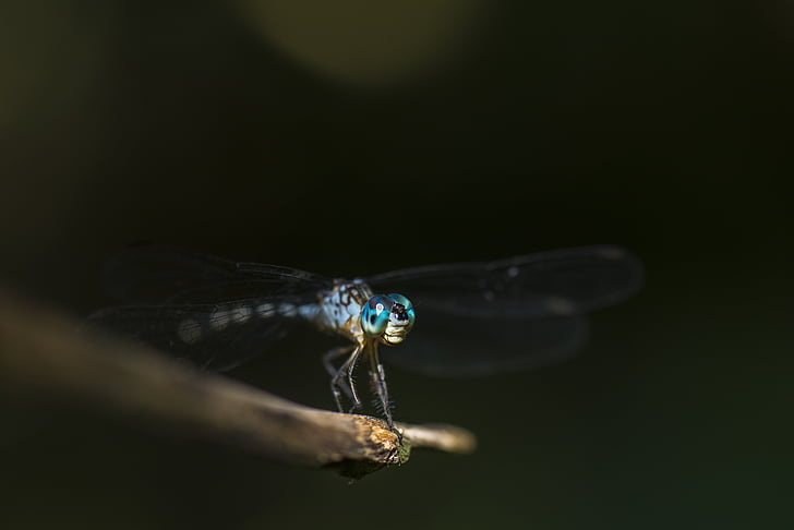 Dragonfly, makro, hyönteinen, silmä, Wildlife, siivet, Sulje