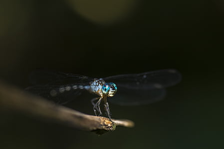 dragonfly, macro, insect, eye, wildlife, wings, close