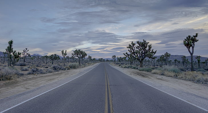 route, désert, Joshua, arbre, vide, autoroute, voyage