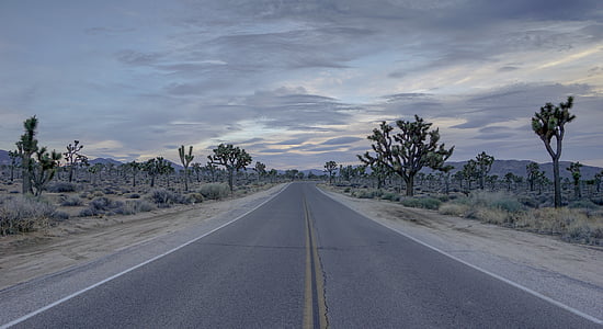 road, desert, joshua, tree, empty, highway, travel