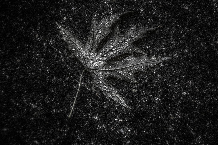 leaf, hdr, texture, black and white, detail, structure