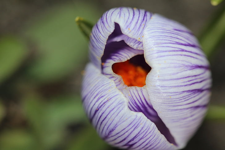 blossom, bloom, macro, nature, plant, close