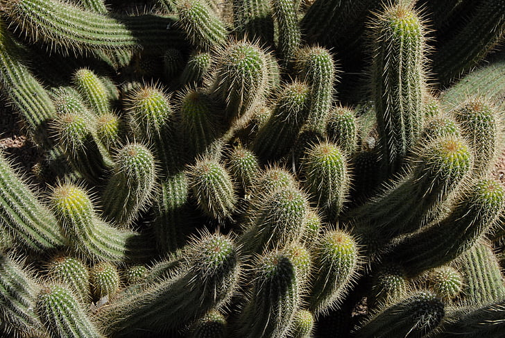 kaktus, botanikk, pigger, torner, anlegget, hage, Marokko