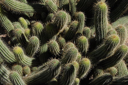 kaktus, botanika, brky, trny, závod, zahrada, Maroko