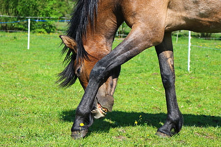 hest, brun skimmel, Thoroughbred arabiske, Føl, hest hoved, græs, bunden