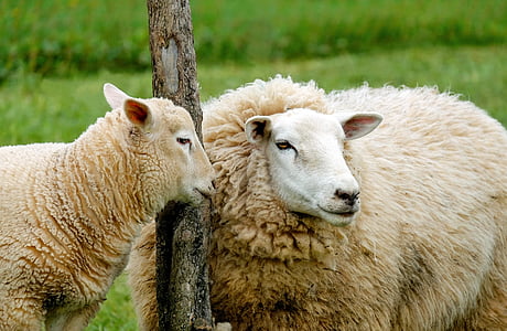 sheep, lamb, affection, cute, pasture, farm, agriculture