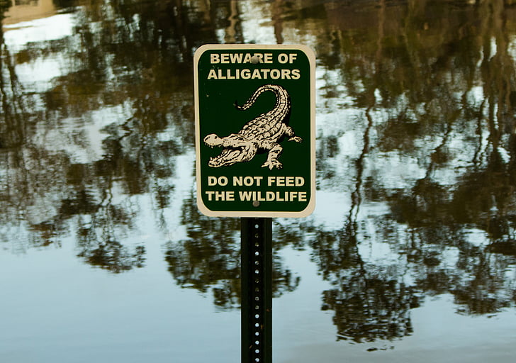 poster, warning, care, danger, crocodiles, lake, reflection