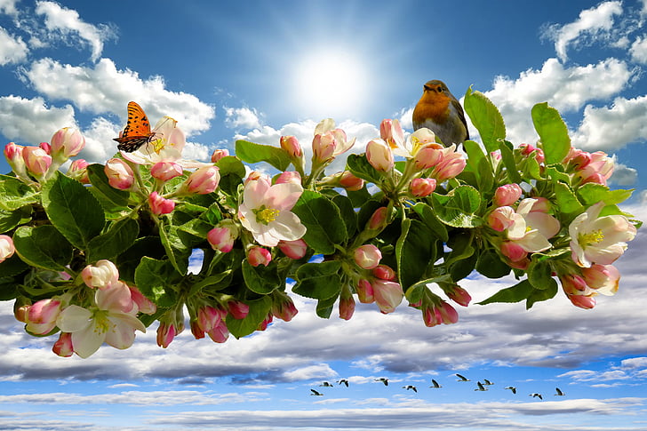 Pavasaris, Apple blossom, zieds, Bloom, Ābele, saule, debesis