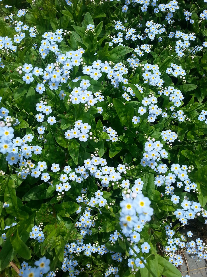 fleurs sauvages, nature, belle, été, floral, flore, bleu