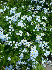 flors silvestres, natura, bonica, l'estiu, floral, flora, blau