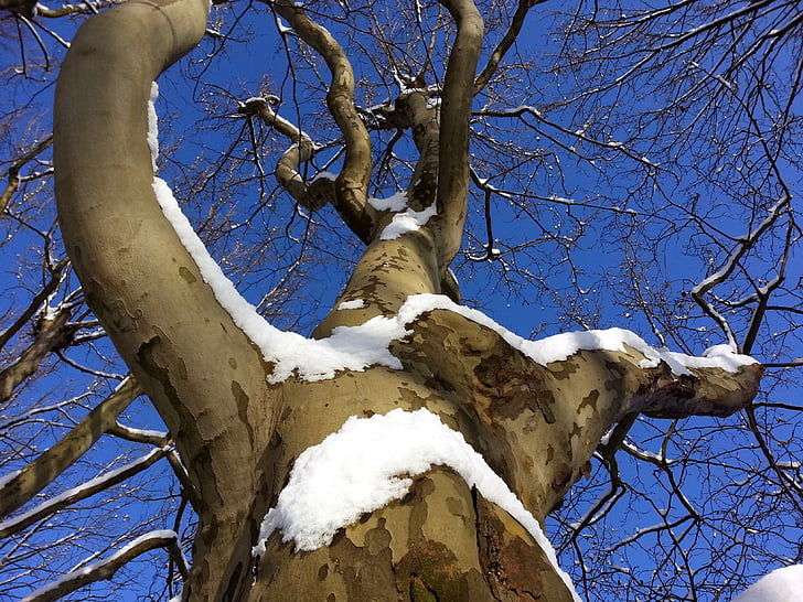 árvore, estética, Inverno, filial, log de, coroa, natureza