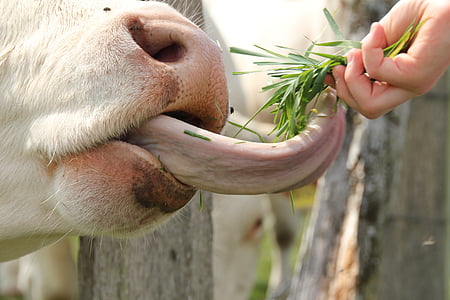 mucca, lingua, animale, prato, erba, agricoltura, azienda agricola