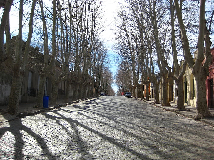 avenue, cobbles, trees, paving, street, stone, cobblestone