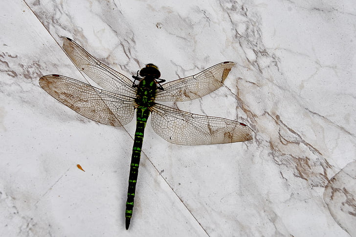 dragonfly, insect, wing, garden table, animal, creature