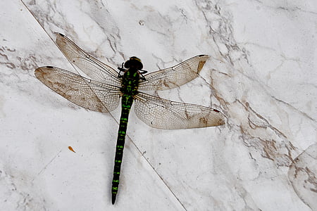 Dragonfly, hmyz, křídlo, zahradní stůl, zvíře, tvor