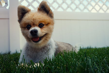 Fawn, Boo, Pomerania, cachorro, perro, lindo, de la sonrisa