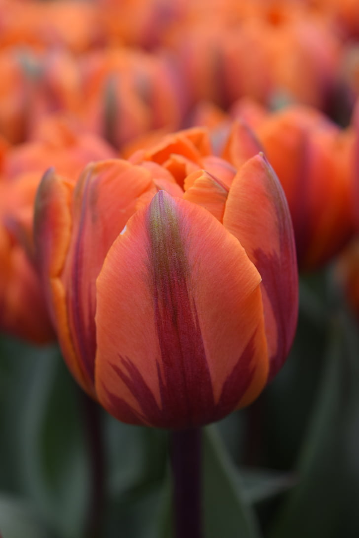 tulip, flower, orange, floral, orange flower, holland, amsterdam