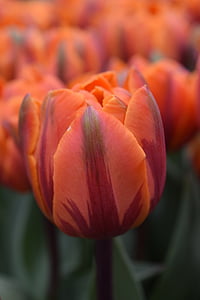 Tulip, квітка, помаранчевий, Квіткові, помаранчевий квітка, Голландія, Амстердам