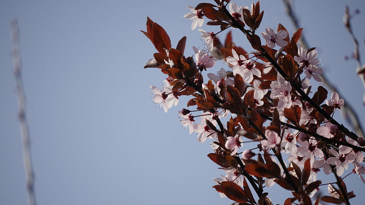 Prunus, serasifera, Oddział, kwiat, Bloom, drzewo, wiosna