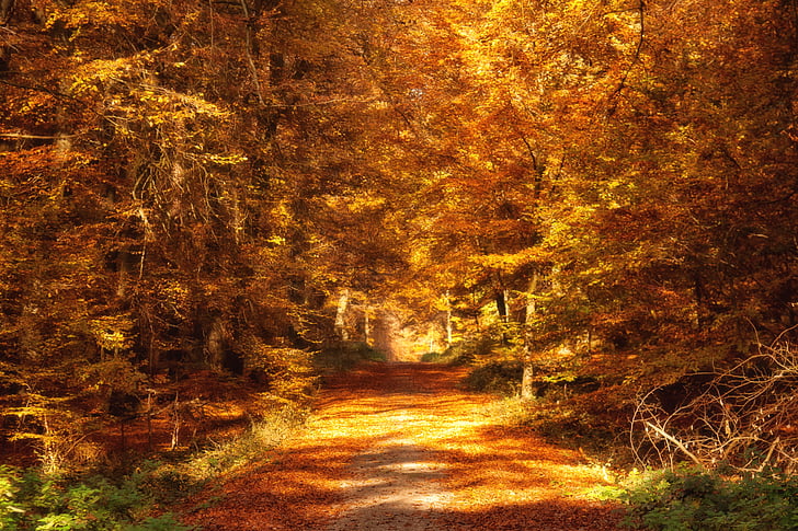 Waldweg, Herbst, Blätter fallen, Stimmung, Landschaft, Natur, Bäume