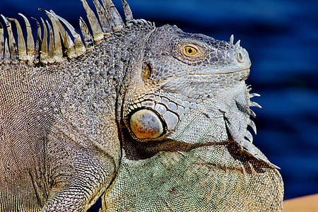 curious, iguana, dock, cool, green, scaly, water