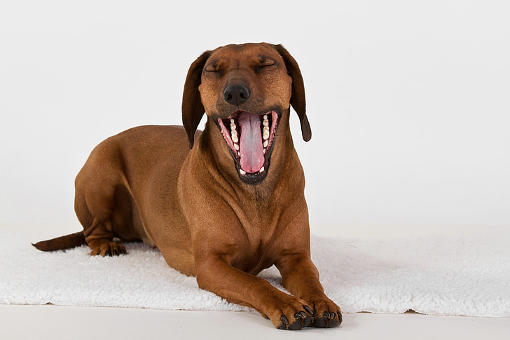 dog, yawn, lying, bavarian mountain welding dog, white, tongue
