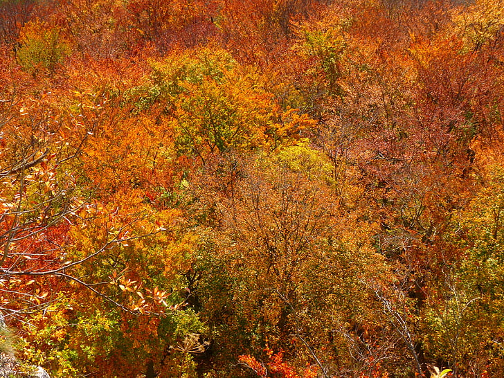 miško, rudens miško, spalvinga, medžiai, lapai, rudenį, lapų