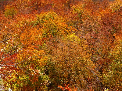 skov, efteråret skov, farverige, træer, blade, efterår, blad